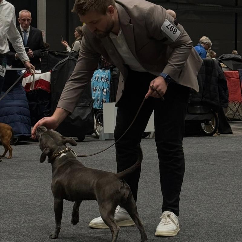 Staffordshire Bullterrier Rubi