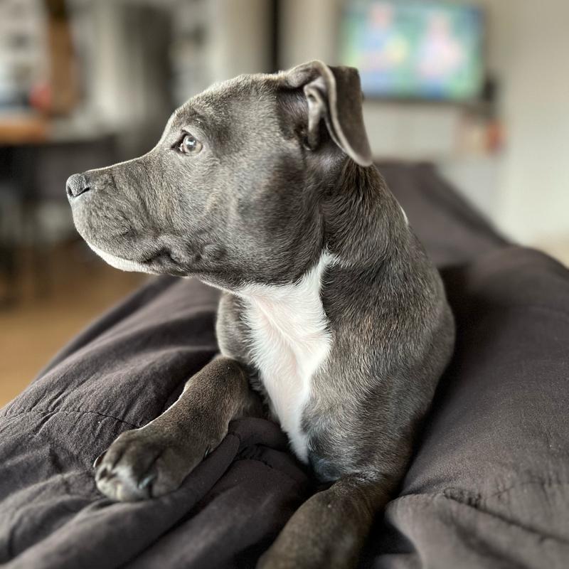 Staffordshire Bullterrier Welpe