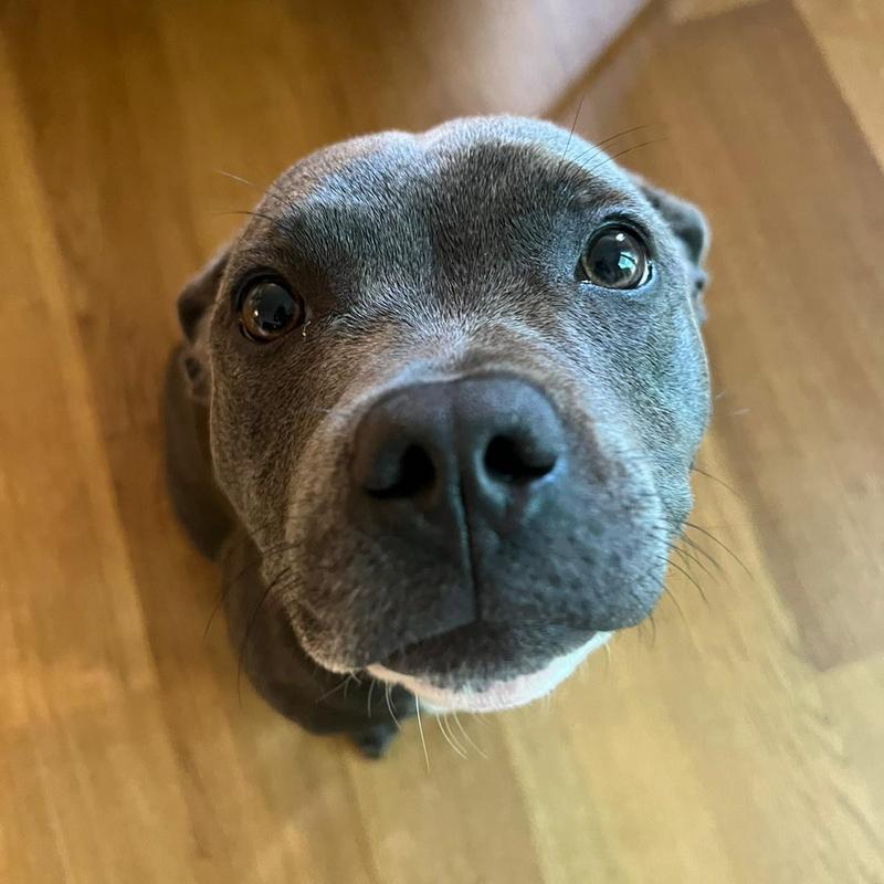 Staffordshire Bullterrier bei Show