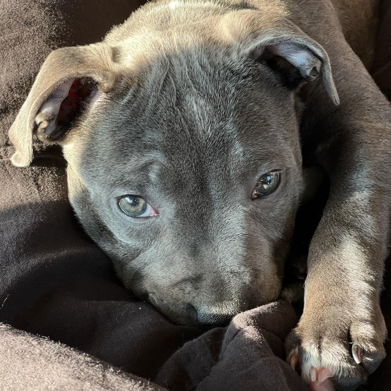 Staffordshire Bullterrier Nahaufnahme